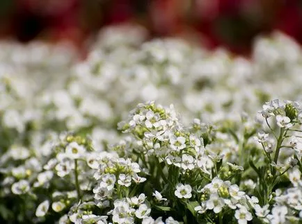 fotografii Lobulyariya și specii, cultivarea și îngrijirea plantelor (lobulyariya) fotografii Lobulyariya și specii, cultivarea și îngrijirea plantelor
