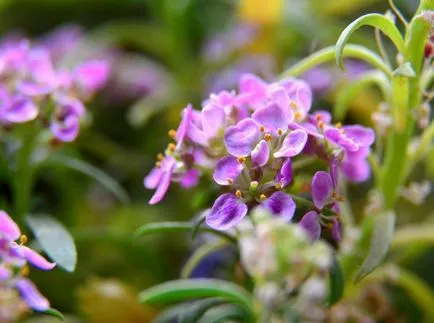 fotografii Lobulyariya și specii, cultivarea și îngrijirea plantelor (în creștere) fotografii Lobulyariya și specii, cultivarea și îngrijirea plantelor