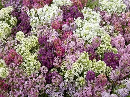 fotografii Lobulyariya și specii, cultivarea și îngrijirea plantelor (lobulyariya) fotografii Lobulyariya și specii, cultivarea și îngrijirea plantelor