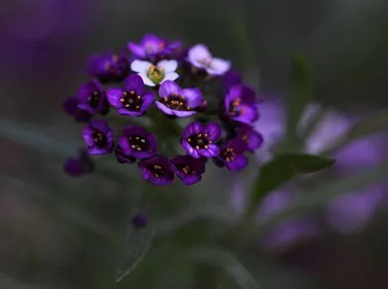 fotografii Lobulyariya și specii, cultivarea și îngrijirea plantelor (specii) fotografii Lobulyariya și specii, cultivarea și îngrijirea plantelor