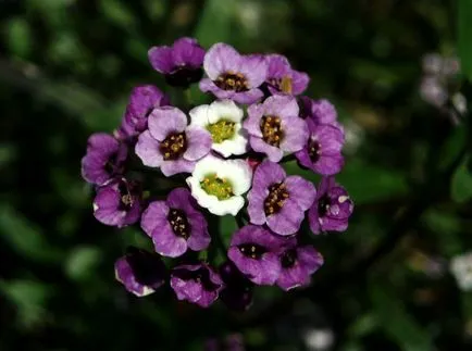 fotografii Lobulyariya și specii, cultivarea și îngrijirea plantelor (în creștere) fotografii Lobulyariya și specii, cultivarea și îngrijirea plantelor