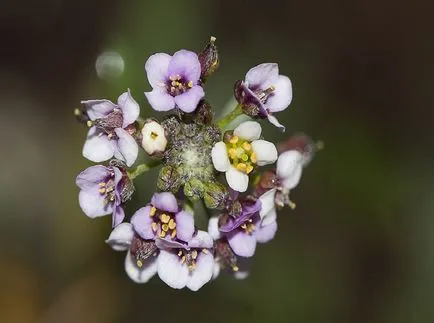 fotografii Lobulyariya și specii, cultivarea și îngrijirea plantelor (în creștere) fotografii Lobulyariya și specii, cultivarea și îngrijirea plantelor