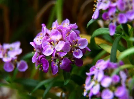 fotografii Lobulyariya și specii, cultivarea și îngrijirea plantelor (specii) fotografii Lobulyariya și specii, cultivarea și îngrijirea plantelor