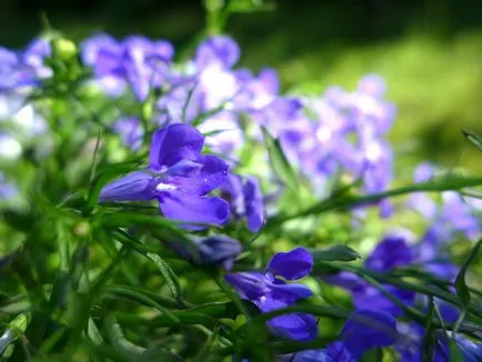 mânuirea sabiei și de plantare la domiciliu Lobelia