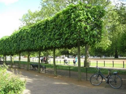 Tilia cordata descriere, arata ca lemnul, frunzele