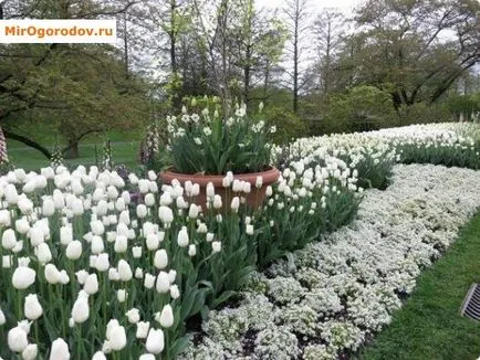 soiuri Lobulyariya și cultivarea în casă (lobulyariya) soiuri Lobulyariya și cultivarea în casă