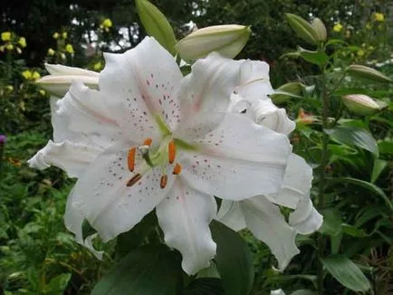 Lily concurent demn pentru regina a crescut, o combinație de flori strat de flori cu alte crini (combinație de trandafiri pe un pat cu alte culori) Lily concurent demn pentru regina a crescut, o combinație de alte flori cu strat de flori