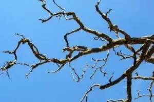 Îmi place blog-ul meu de gradina pentru gradinari si fermieri, soferi de camion, iubitele lor de teren 2