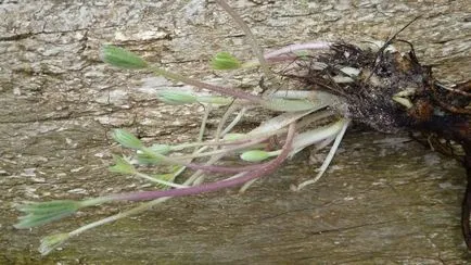Lupin perene în creștere din semințe, plantare și întreținere, foto