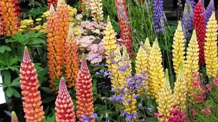 Lupin perene în creștere din semințe, plantare și întreținere, foto
