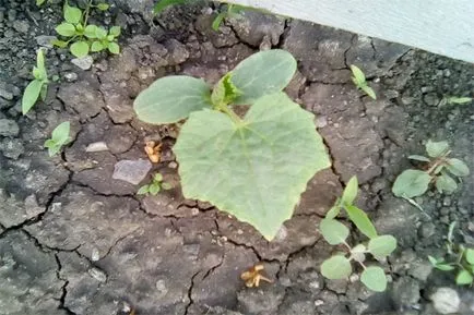 Cele mai bune parcele la timp testate recoltare (parcelele de recoltare) Cele mai bune parcele la recoltare timp testate