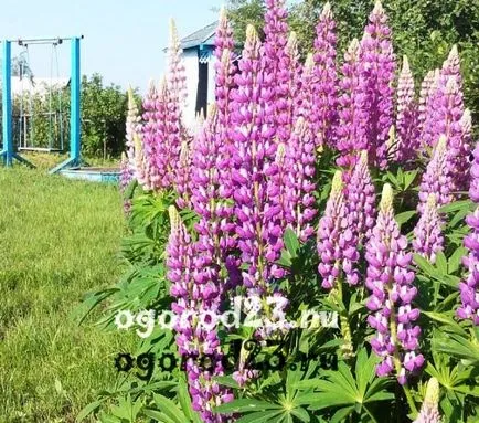 Lupin - cultivarea semințelor, atunci când pentru a planta (lupin) Lupin - tot mai mare de semințe, atunci când pentru a planta