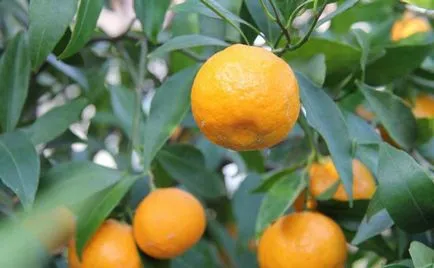 Mandarin decât util oasele corpului mandarina proprietăți utile
