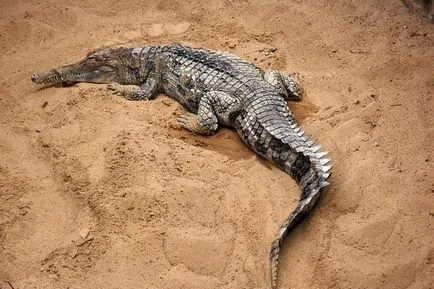 specii puțin cunoscute de crocodili