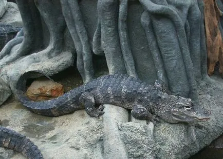 specii puțin cunoscute de crocodili