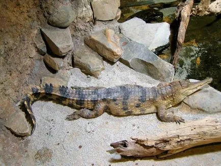 specii puțin cunoscute de crocodili