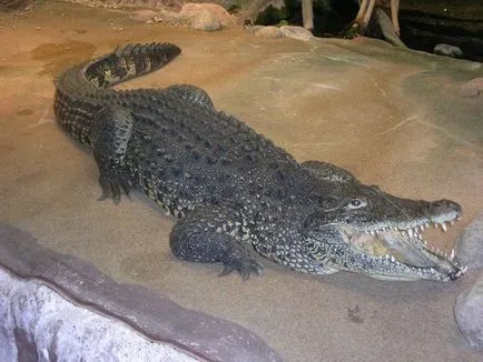 specii puțin cunoscute de crocodili