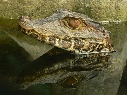 specii puțin cunoscute de crocodili