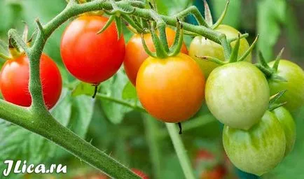 Măștile de tomate se confruntă 9 rețete și comentarii (tomate piele de tomate de rețete feței masca comentarii) Măștile de față roșii 9 rețete și comentarii