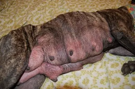 Mastita simptomelor câini, fotografie, tratament la domiciliu