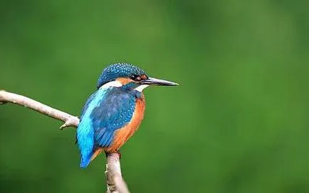 Frumusețea va salva lumea „Frumusețea va salva lumea“ - aparține căruia această afirmație (frumusete) Frumusețea va salva lumea „Frumusețea va salva lumea“ - aparține cui această declarație