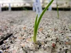 semințe de plante perene