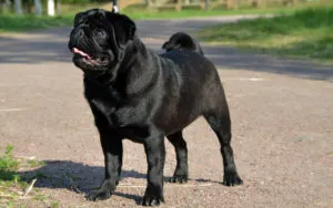Pug sunt caracteristice rasei, descrierea, întreținere și alimentare, în special conținutul, caracterul, (roca) Pug sunt caracteristice rasei, descrierea, întreținere și alimentare, în special conținutul, caracterul,