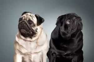 Pugs sunt caracteristice rasei, descrierea, îngrijirea și hrănire, în special conținutul, natura (caracteristici) Pug sunt caracteristice rasei, descrierea, întreținere și alimentare, în special conținutul, caracterul,