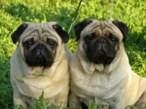 Pugs sunt caracteristice rasei, descrierea, îngrijirea și hrănire, în special conținutul, natura (îngrijire) Pug sunt caracteristice rasei, descrierea, întreținere și alimentare, în special conținutul, caracterul,