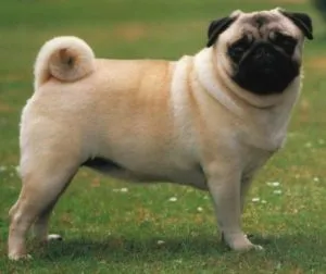 Pug sunt caracteristice rasei, descrierea, întreținere și alimentare, în special conținutul, caracterul, (pug conținut de îngrijire descrierea caracterului câini Pordim hrănire caracteristici poveste standard) Pug sunt caracteristice rasei, descrierea, întreținere și alimentare, în special conținutul, caracterul,