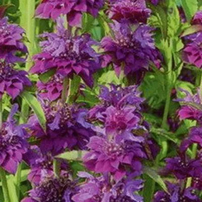 Monarda - cel mai important lucru despre soiuri de plante, în creștere din semințe, de plantare și îngrijire în câmp deschis