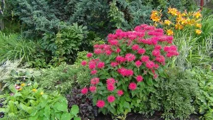 Monarda - cel mai important lucru despre soiuri de plante, în creștere din semințe, de plantare și îngrijire în câmp deschis