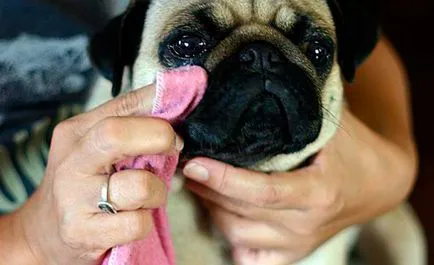 Pug - Totul despre rasa de câine