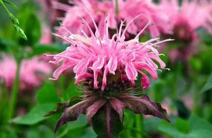 Monarda - cel mai important lucru despre soiuri de plante, în creștere din semințe, de plantare și îngrijire în câmp deschis