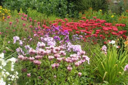 Monarda - cel mai important lucru despre soiuri de plante, în creștere din semințe, de plantare și îngrijire în câmp deschis
