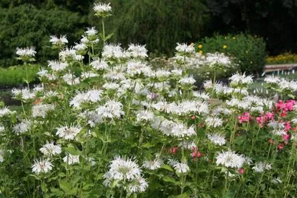 Monarda - cel mai important lucru despre soiuri de plante, în creștere din semințe, de plantare și îngrijire în câmp deschis