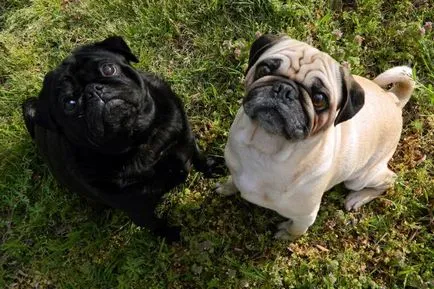 Pug - o descriere a rasei