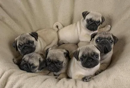 Pug - o descriere a rasei