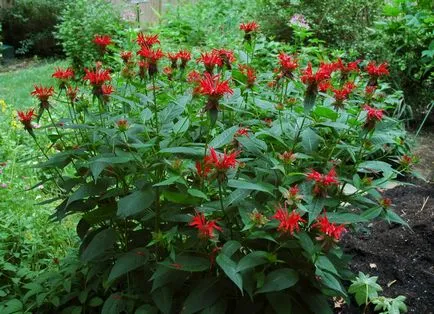 Monarda - cel mai important lucru despre soiuri de plante, în creștere din semințe, de plantare și îngrijire în câmp deschis