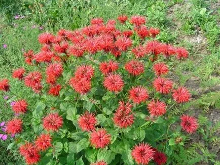 Monarda proprietăți utile și terapeutice, daune, ulei, plantare și îngrijire