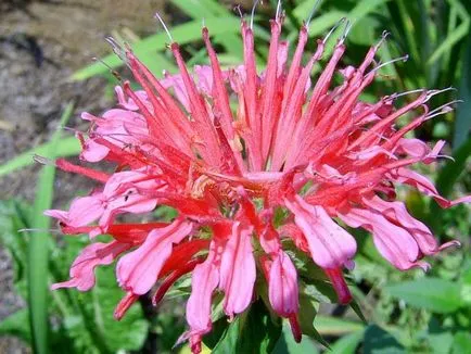 Monarda - cel mai important lucru despre soiuri de plante, în creștere din semințe, de plantare și îngrijire în câmp deschis