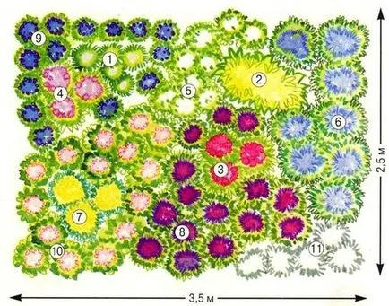 flori perene pentru paturi de flori (flori) flori perene pentru paturi de flori