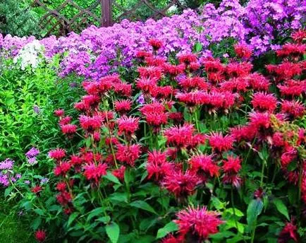 Monarda - plantarea și îngrijirea, utilizarea în amenajare a teritoriului (Monarda) Monarda - plantare și îngrijire, utilizați în amenajare a teritoriului
