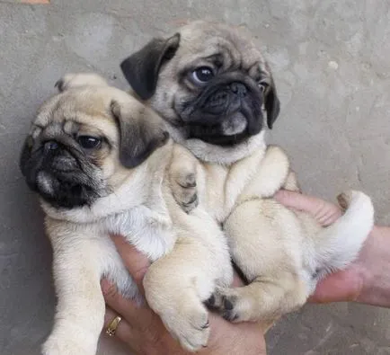îngrijire Pugs și hrănire
