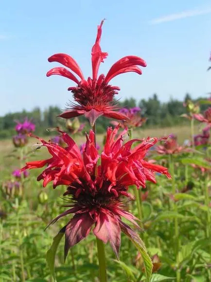 Monarda - cel mai important lucru despre soiuri de plante, în creștere din semințe, de plantare și îngrijire în câmp deschis