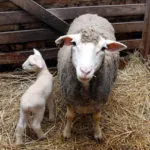 Carne rasele ovine revizuirea și caracterizarea raselor populare cu fotografii