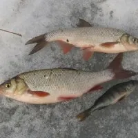 Ce pecks ide catchability momeală și năluci