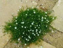 Sagina subulata fotografie, în creștere din semințe, plantare și îngrijire, semințele irlandez gazon mușchi,