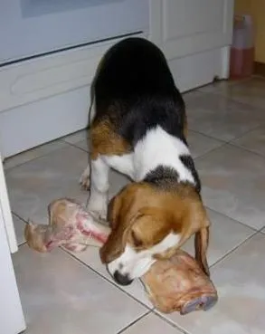 Este posibil pentru a da un câine un os (dieta naturala) Este posibil pentru a da un câine un os
