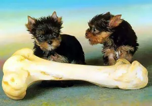 Poate un os de câine - consiliere veterinarasovety veterinar (oase de vită crud) Poate un os de câine - consiliere veterinarasovety veterinar